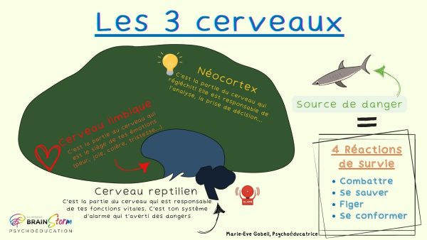 Les 3 cerveaux